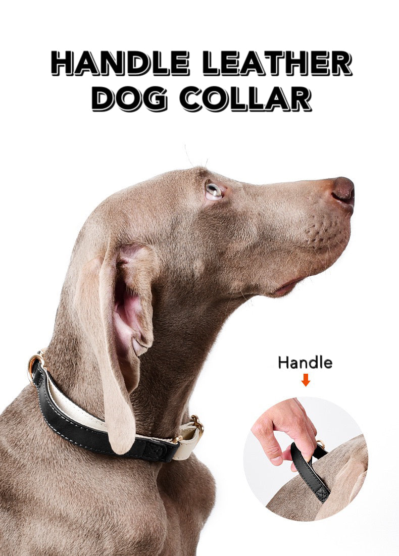 Leather Collar With handle for Small Medium Dogs