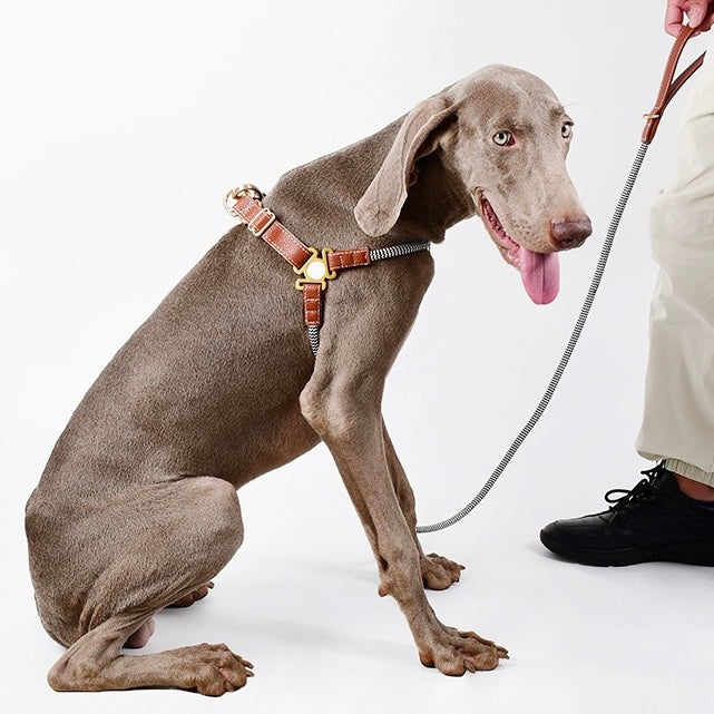 harness and leash set for large dogs