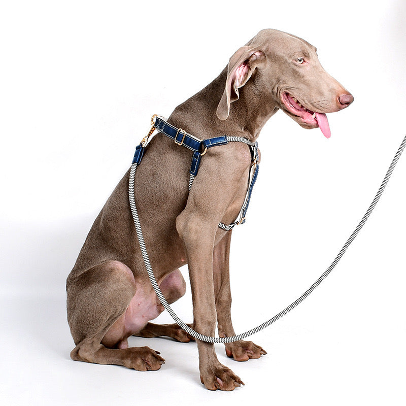 Best Training Harness And Matching Leash Set For Large Dogs